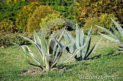 Agava in the garden Stock Photo