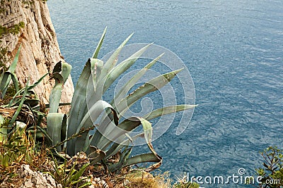 Agava by the sea Stock Photo