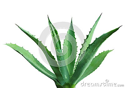 Agave Stock Photo