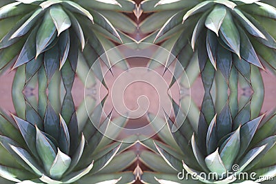 Agave abstract 6400 Stock Photo