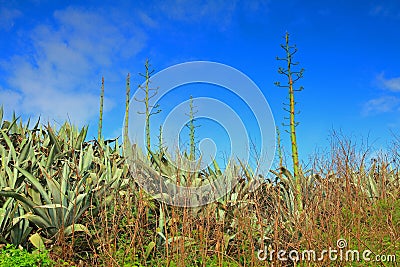 Agave americana and blue sky Stock Photo