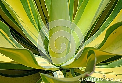 Agave attenuata, Agave, Foxtail Agave, Dragon-Tree Agave Stock Photo