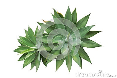 Agave attenuata, Fox Tail Agave Plants Isolated on White Background Stock Photo