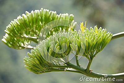 Agave buds Stock Photo