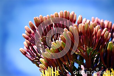 Agave Buds Stock Photo