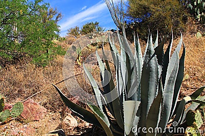 Agave Cactus in Colossal Cave Mountain Park Stock Photo