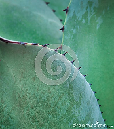 Agave Close Up (Agavoideae) Stock Photo