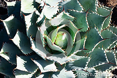 Agave close-up, green century plant at cactus garden, Lanzarote, Canary Islands, Spain Stock Photo