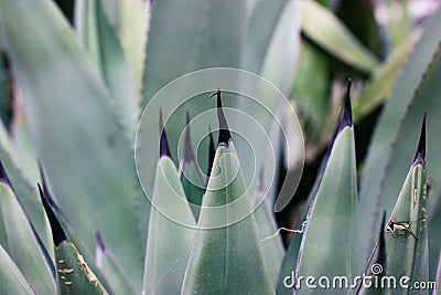 Agave fernandi regis. Succulent, cactus plant long smooth leaves, sharp prickles Stock Photo