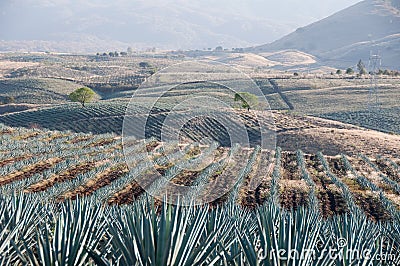 Agave field in Tequila, Mexico Stock Photo
