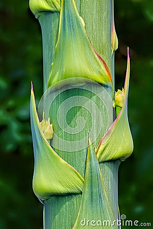 Agave Flower buds On Stem Closeup Stock Photo