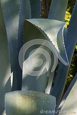 Agave - Folding spine of an enormous rosette displaying a sharp leaf tip Stock Photo