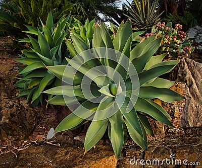 The agave genus includes more than 200 species Stock Photo