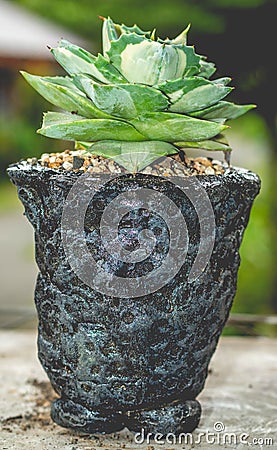 Agave isthmensis ohi raijin on handmade concrete artisan pot Stock Photo