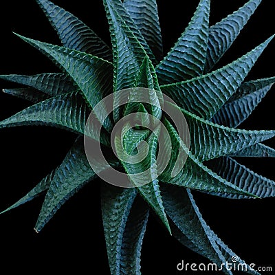 Agave leaves closeup Stock Photo