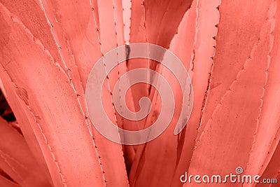 Agave leaves with thorn background in living coral color. Thorned agave close-up. Abstract cactus background. Stock Photo