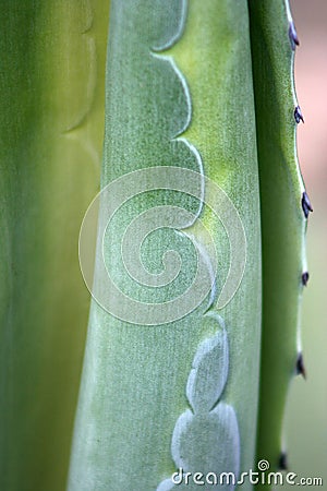 Agave Plant Stock Photo