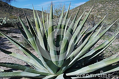 Agave plant Stock Photo