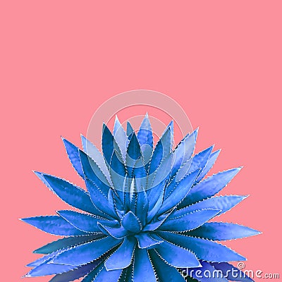 Agave Plant in Blue Tone Color on Pink Background Colorful Design Image Stock Photo