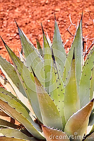 Agave Plant Close-Up with Water Droplets and Desert Blur Background Stock Photo