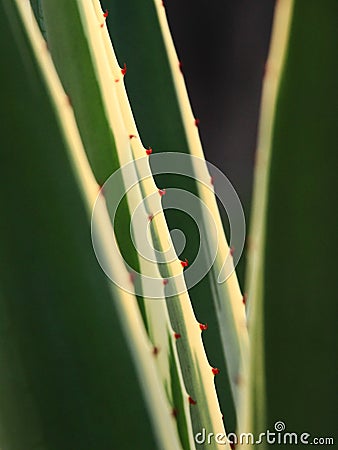 Agave, plant Stock Photo