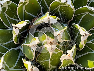 Agave plant covered in the cobweb Stock Photo