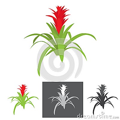 Agave plant with flower Vector Illustration