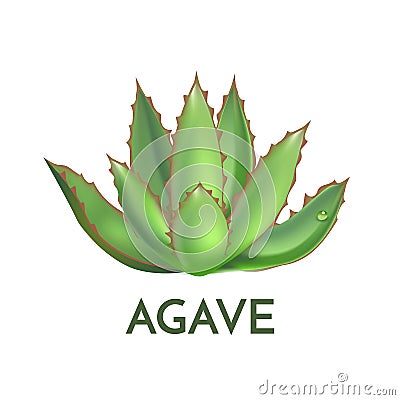 Agave plant green flower logo colorful vector illustration Vector Illustration