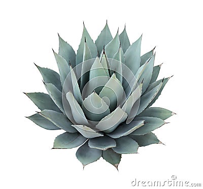 Agave plant isolated on white background Stock Photo