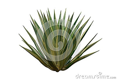 Agave plant isolated on white background. clipping path. Agave plant tropical Stock Photo