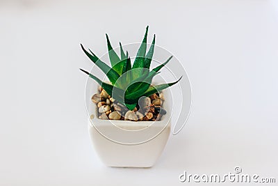 Agave plant isolated on white background. clipping path. Agave plant tropical drought tolerance has sharp thorns Stock Photo