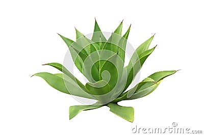 Agave Stock Photo