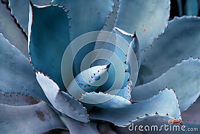 Agave plant leaves Stock Photo