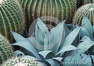Agave plant leaves Stock Photo