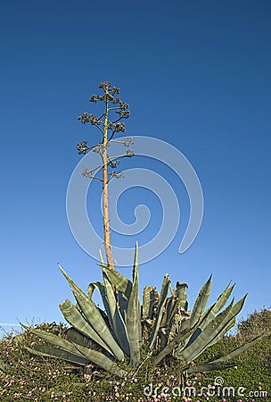 Agave plant with mast and large rosette Stock Photo