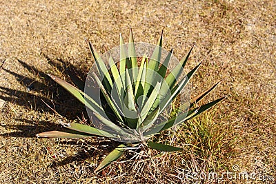 Agave Plant on Monte Alban, Mexico Stock Photo