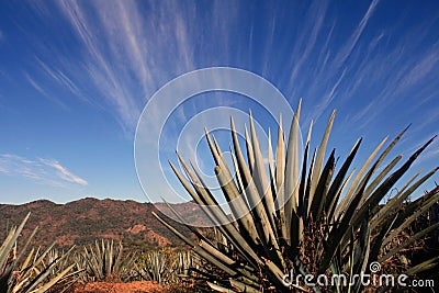 Agave Plants Stock Photo