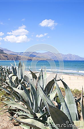 Agave plants growing by the ocean in Sicily, Italy Stock Photo