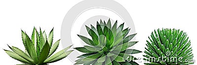 Agave Plants Isolated on White Background with Clipping Path Stock Photo