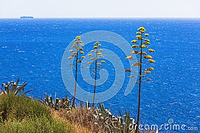 Agave plants near blue sea Stock Photo