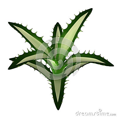 Agave Stock Photo