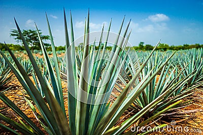 Agave Plants at a Tequila Farm in Mexico Stock Photo