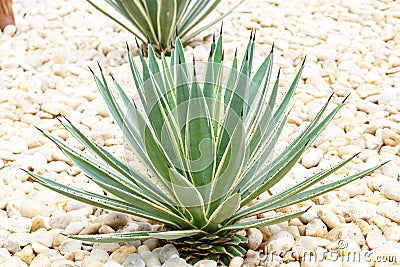 Agave s a genus of monocots Grows from the soil in a park with white pebbles in background. Stock Photo