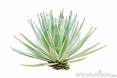 Agave s a genus of monocots isolated on white background. It belongs to the subfamily Agavoideae, Stock Photo