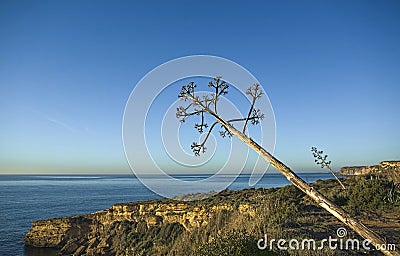 Agave with the stem leaning towards the sea Stock Photo