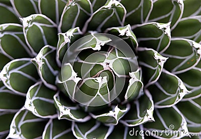 Agave, succulent plant. Nature, greenery, botany, botanical background detail concept. Overhead, top view shot with macro Stock Photo