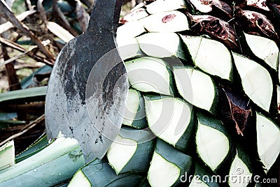 Agave tequila production Stock Photo