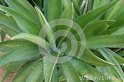 Agave tequilana plant Stock Photo