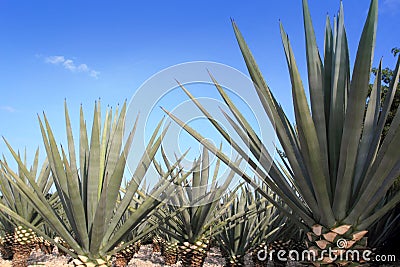 Agave tequilana plant for Mexican tequila liquor Stock Photo