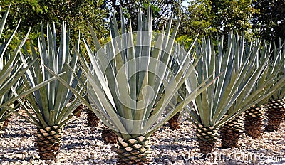 Agave tequilana plant for Mexican tequila liquor Stock Photo